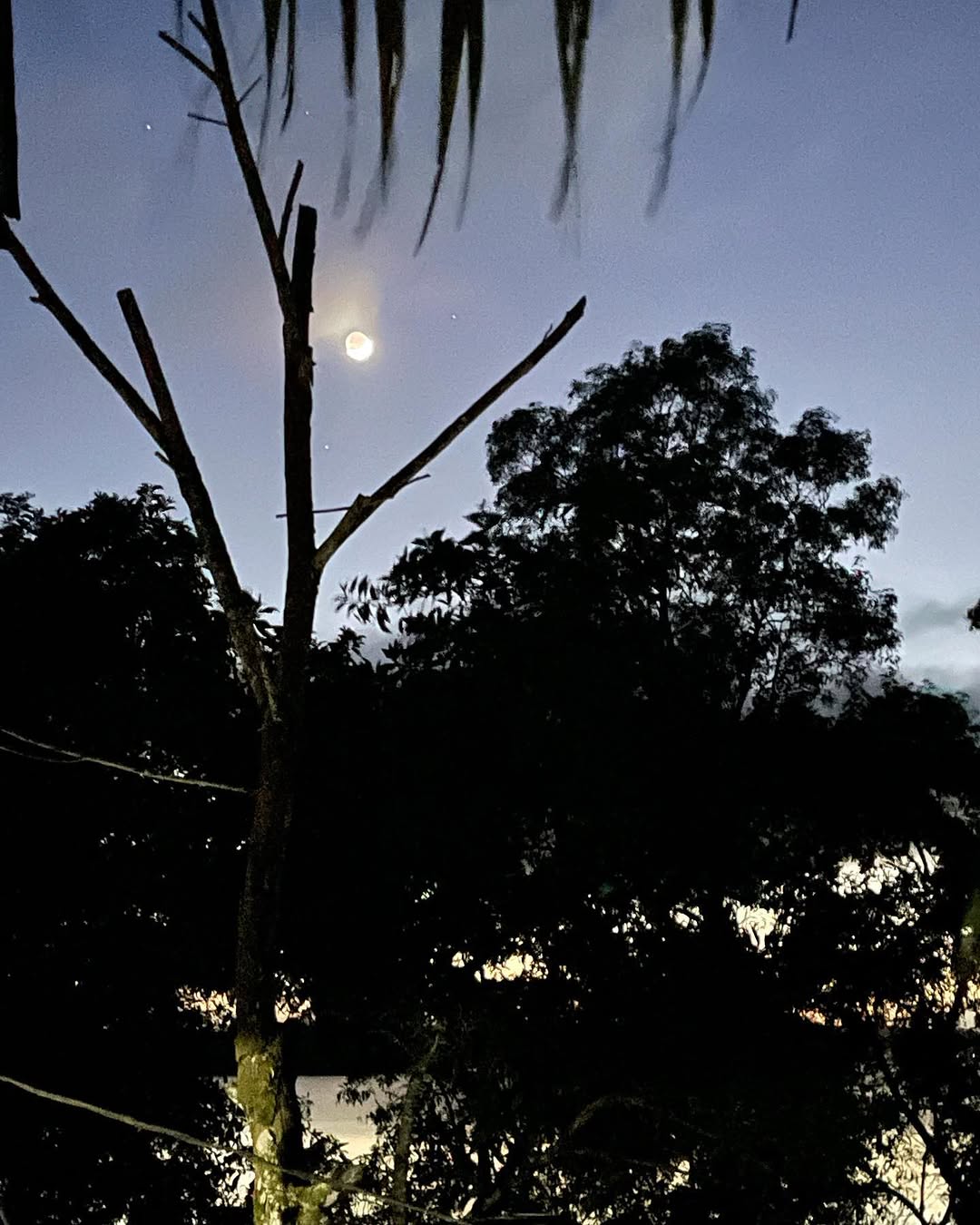 Crescent moon visible between dark tree silhouettes against a twilight sky